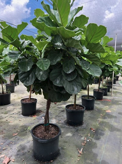 Twist Ficus Lyrata